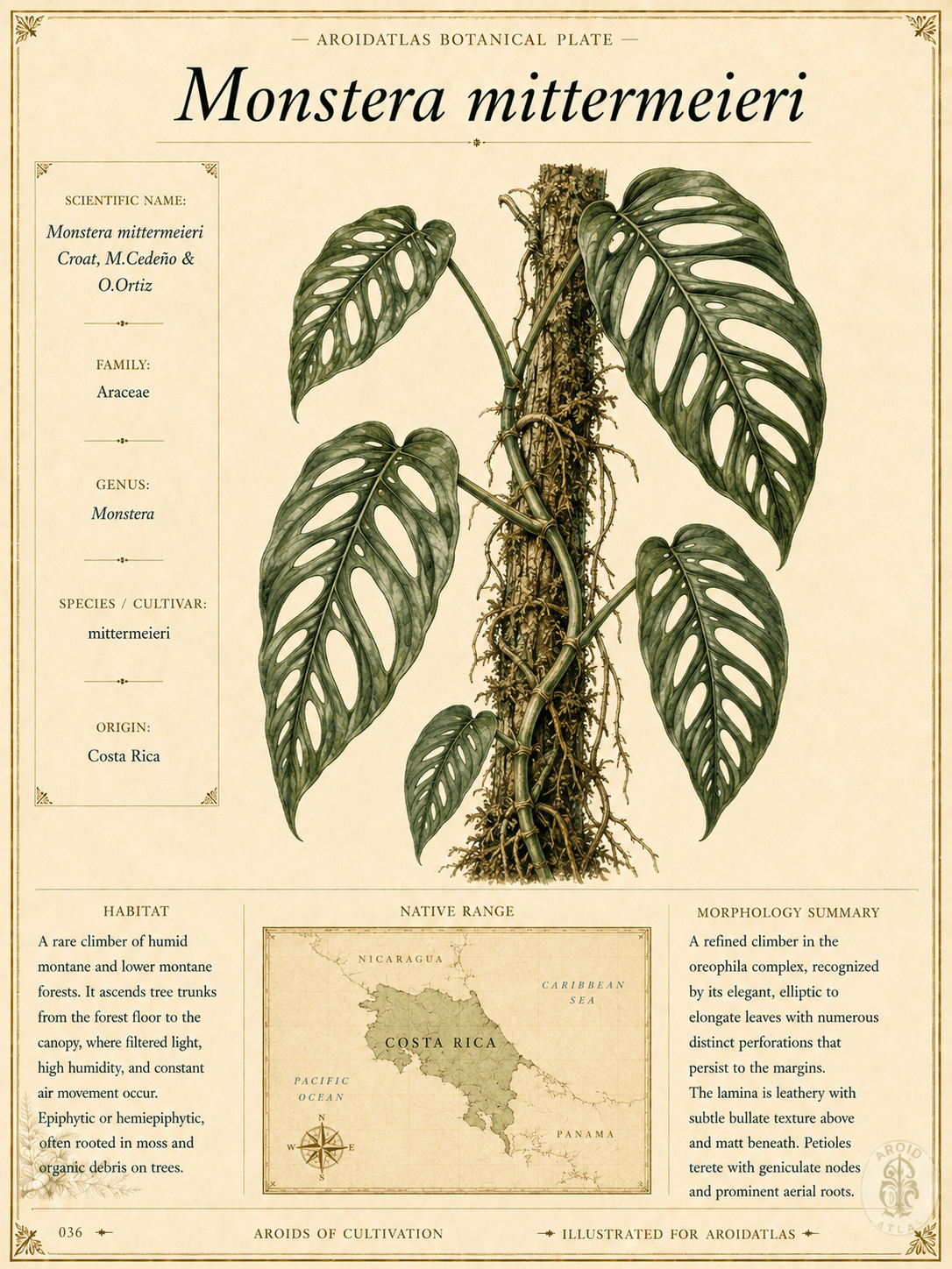 Monstera Mittermeieri
