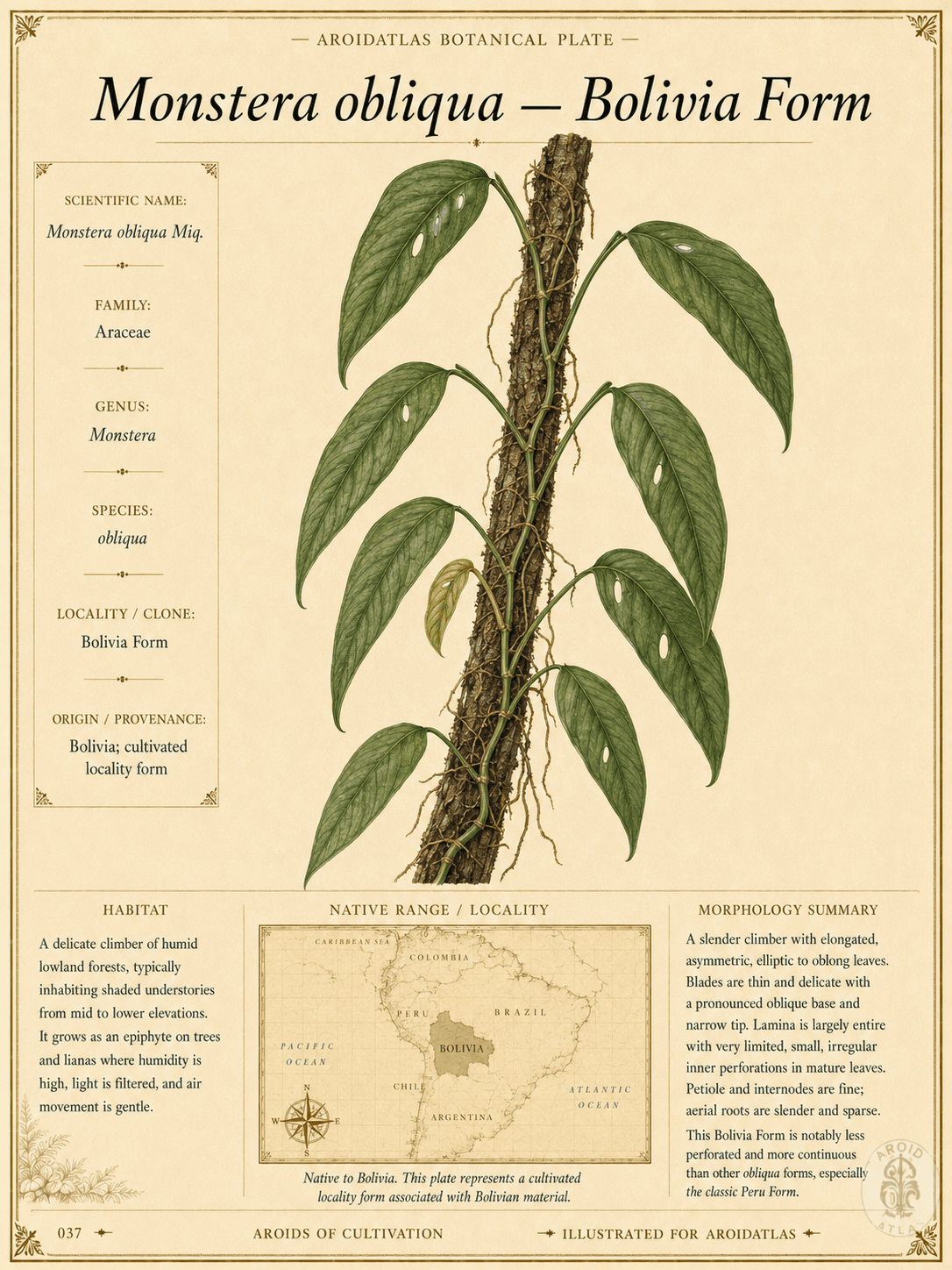 Bolivia Form Obliqua