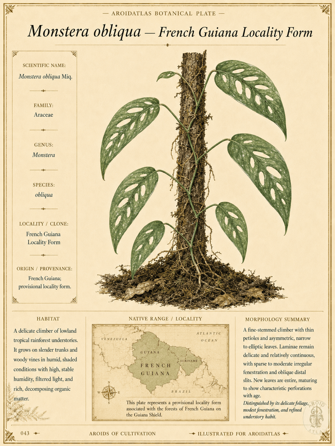 French Guiana Locality Form Obliqua