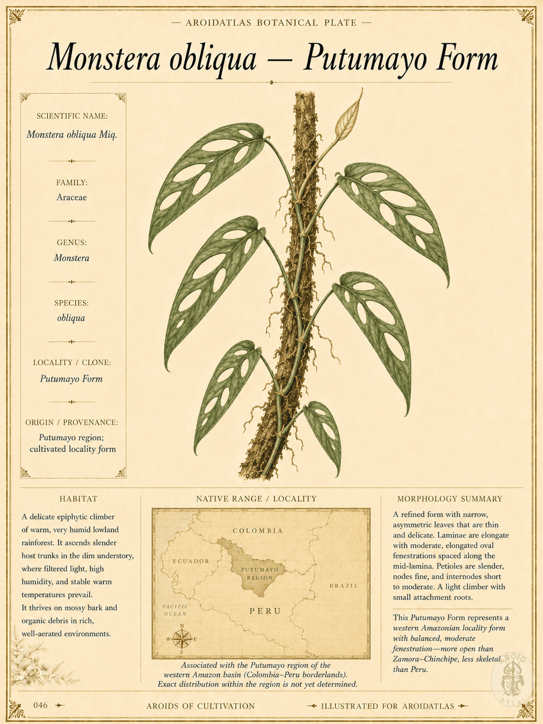 Putumayo Form Monstera