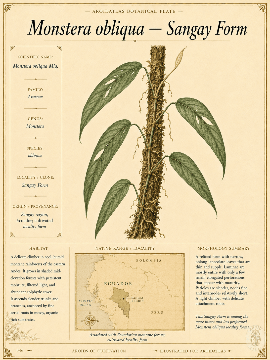 Sangay Form Monstera