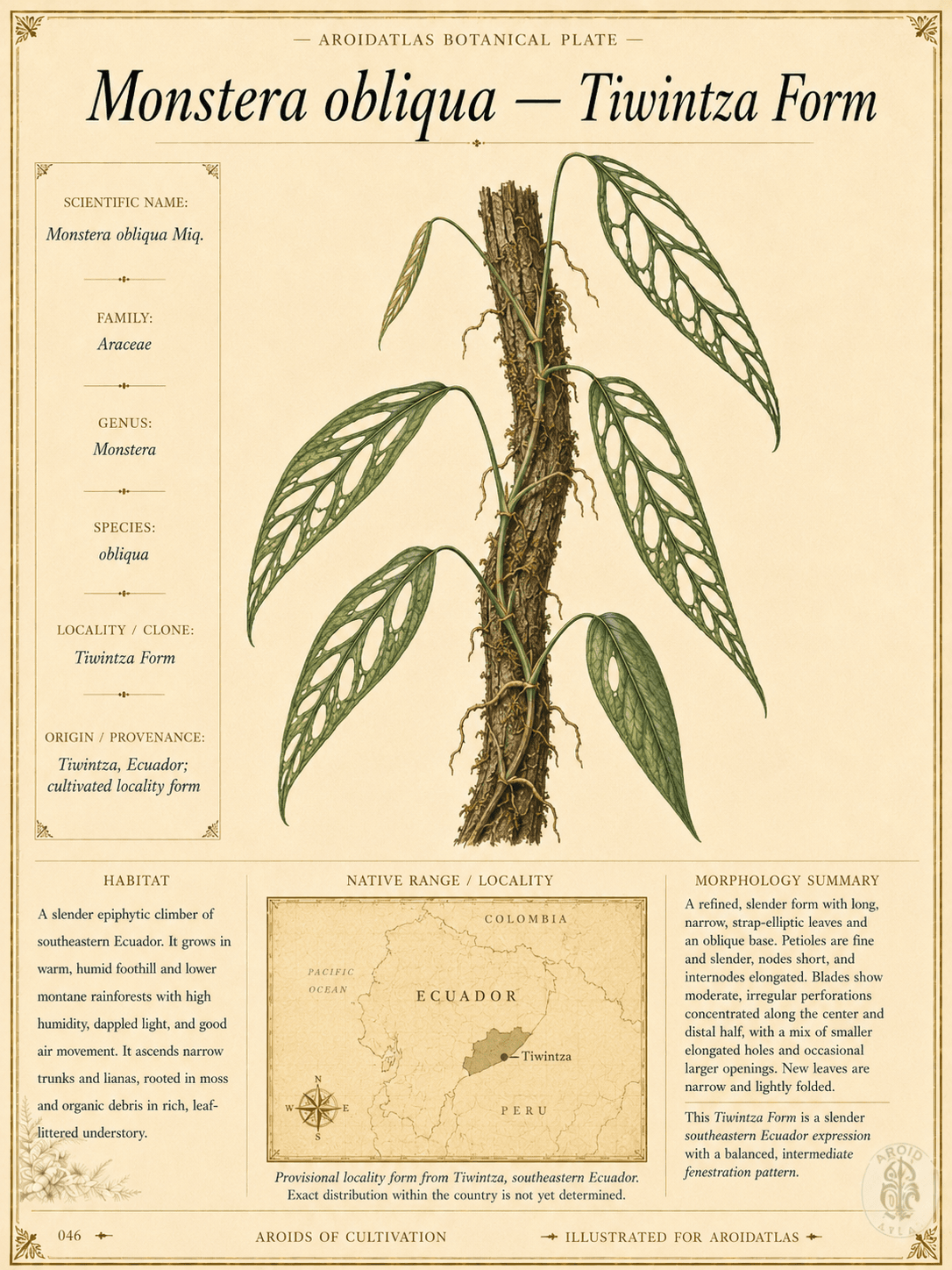 Monstera obliqua Tiwintza