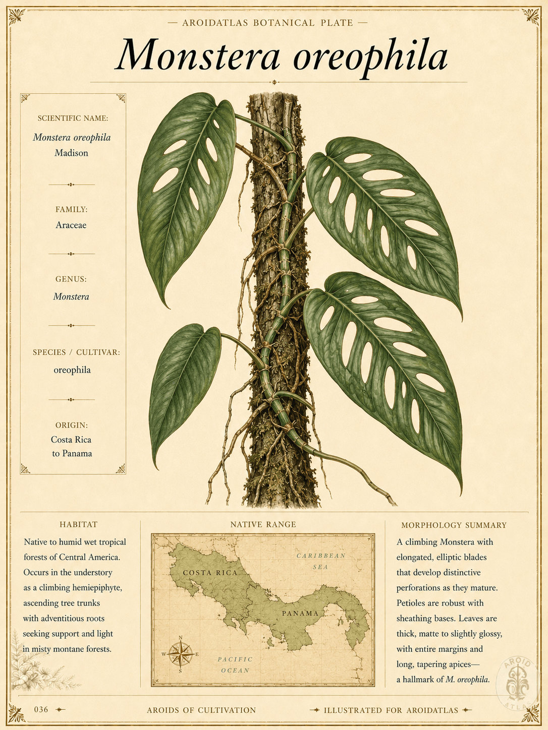 Monstera oreophila