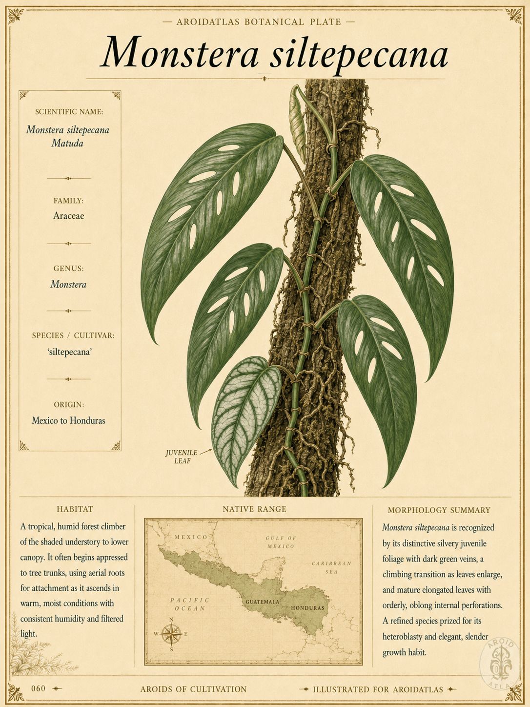Silver Monstera
