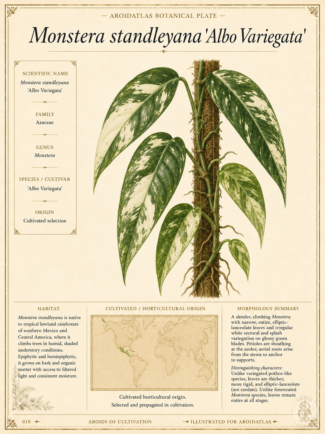 Five Holes Plant Variegated