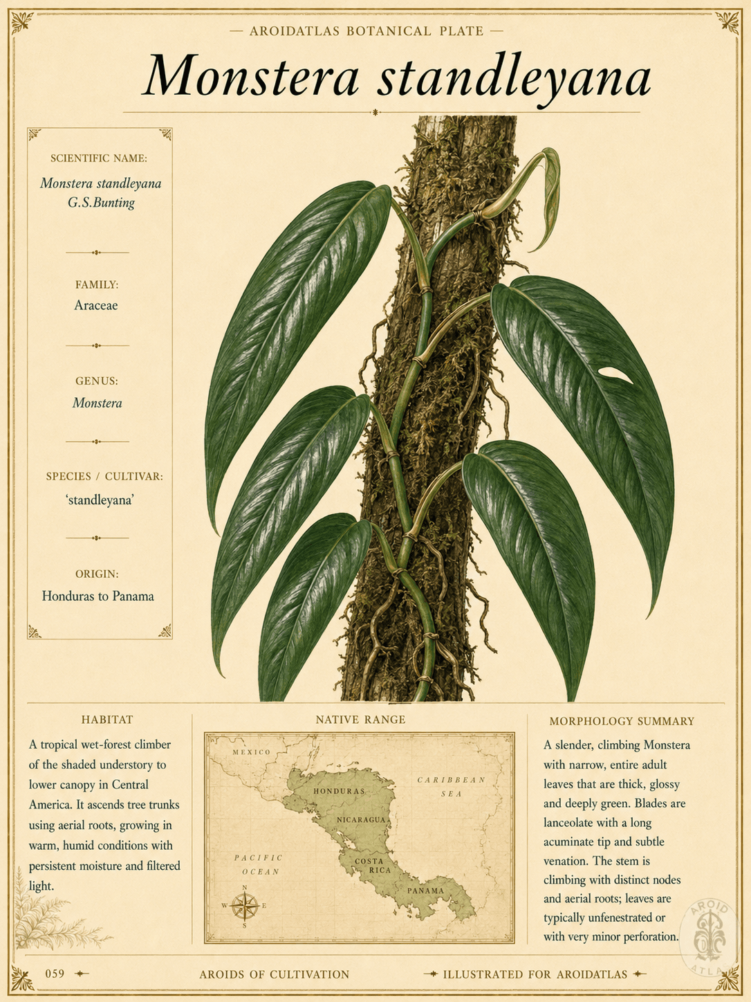 Monstera standleyana