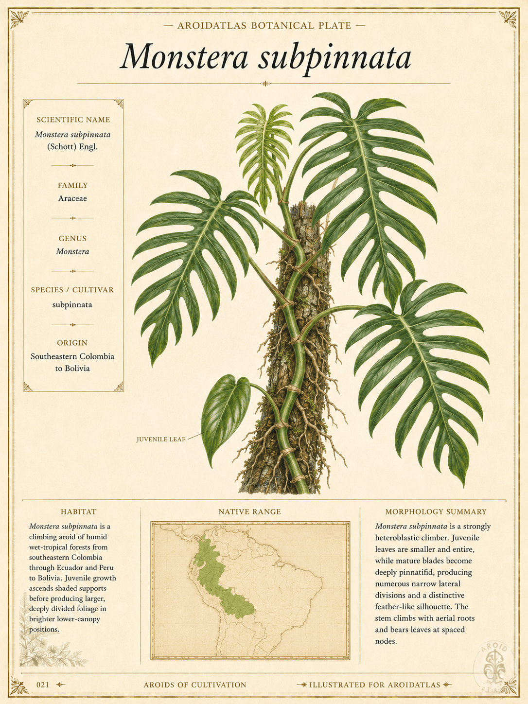 Feather Monstera