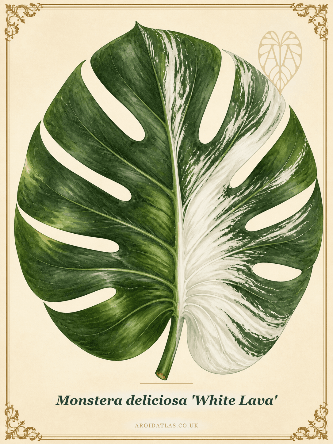 White Lava Monstera