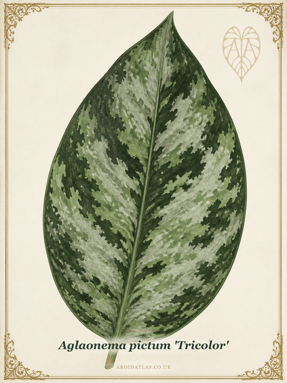 Camo Aglaonema