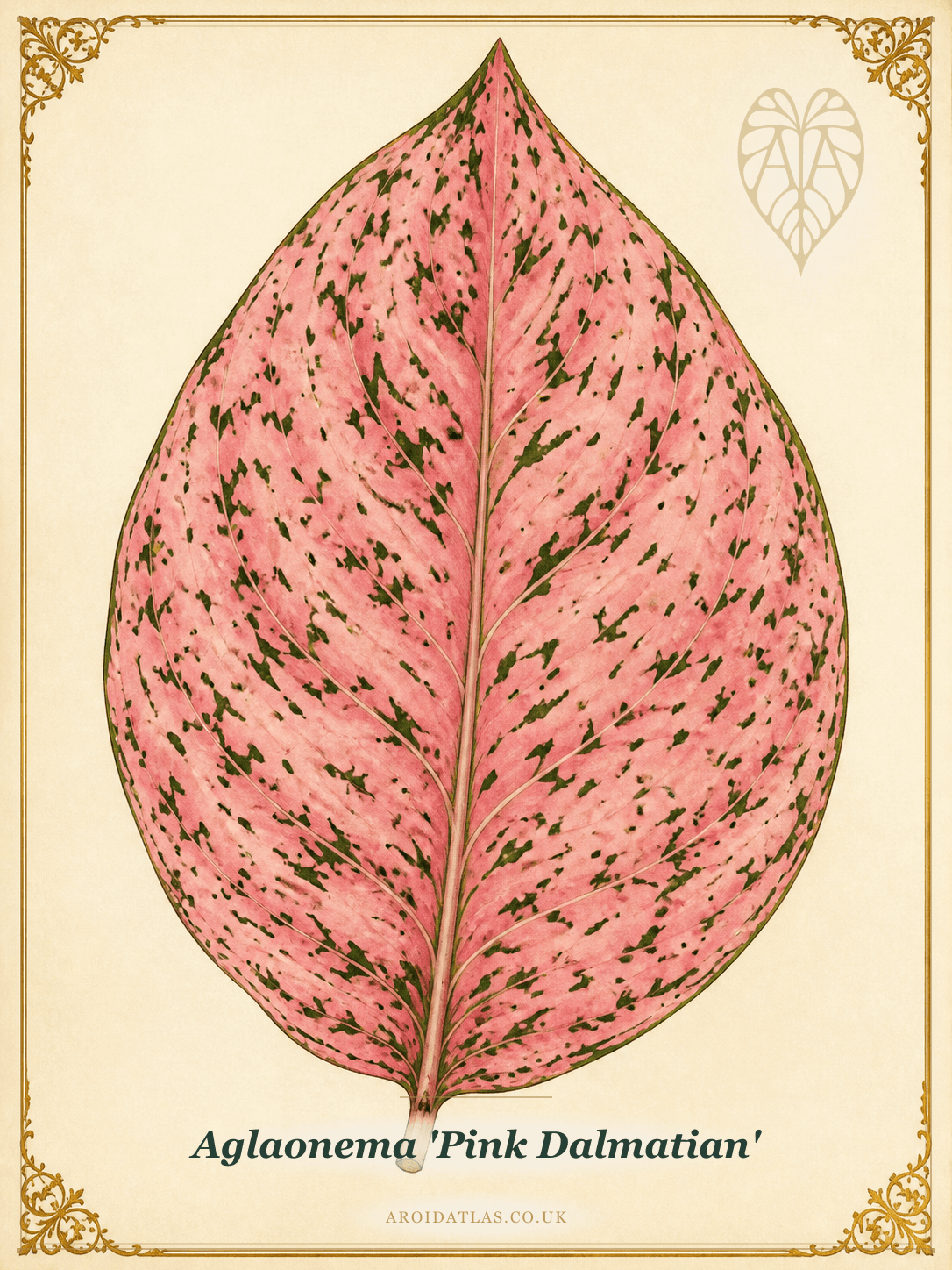 Pink Dalmatian Chinese Evergreen