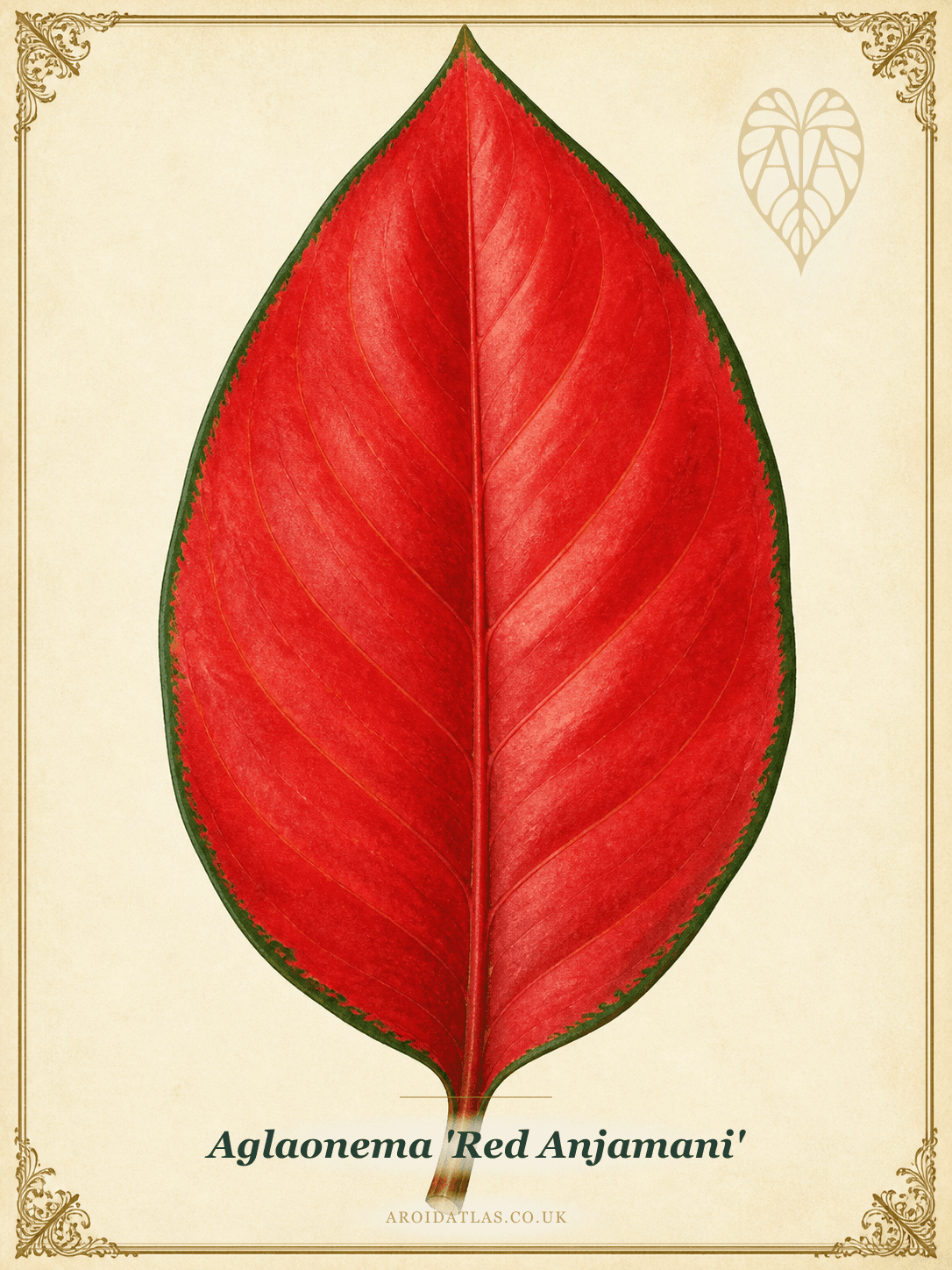 Red Anjamani Chinese Evergreen