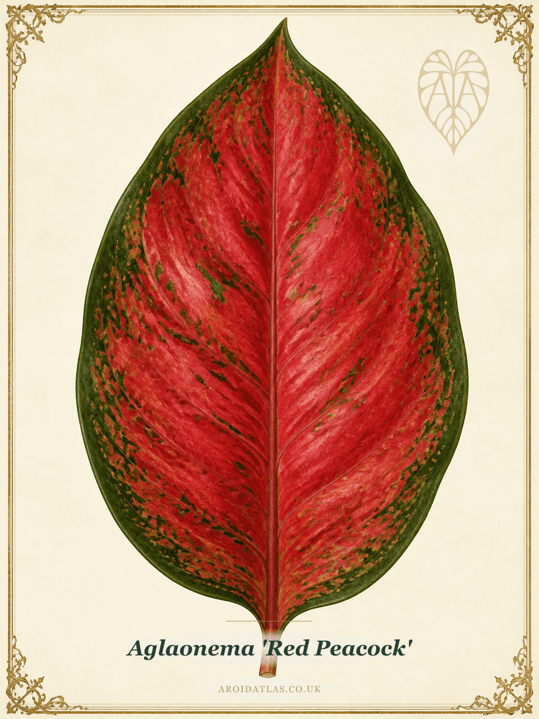 Red Peacock Chinese Evergreen