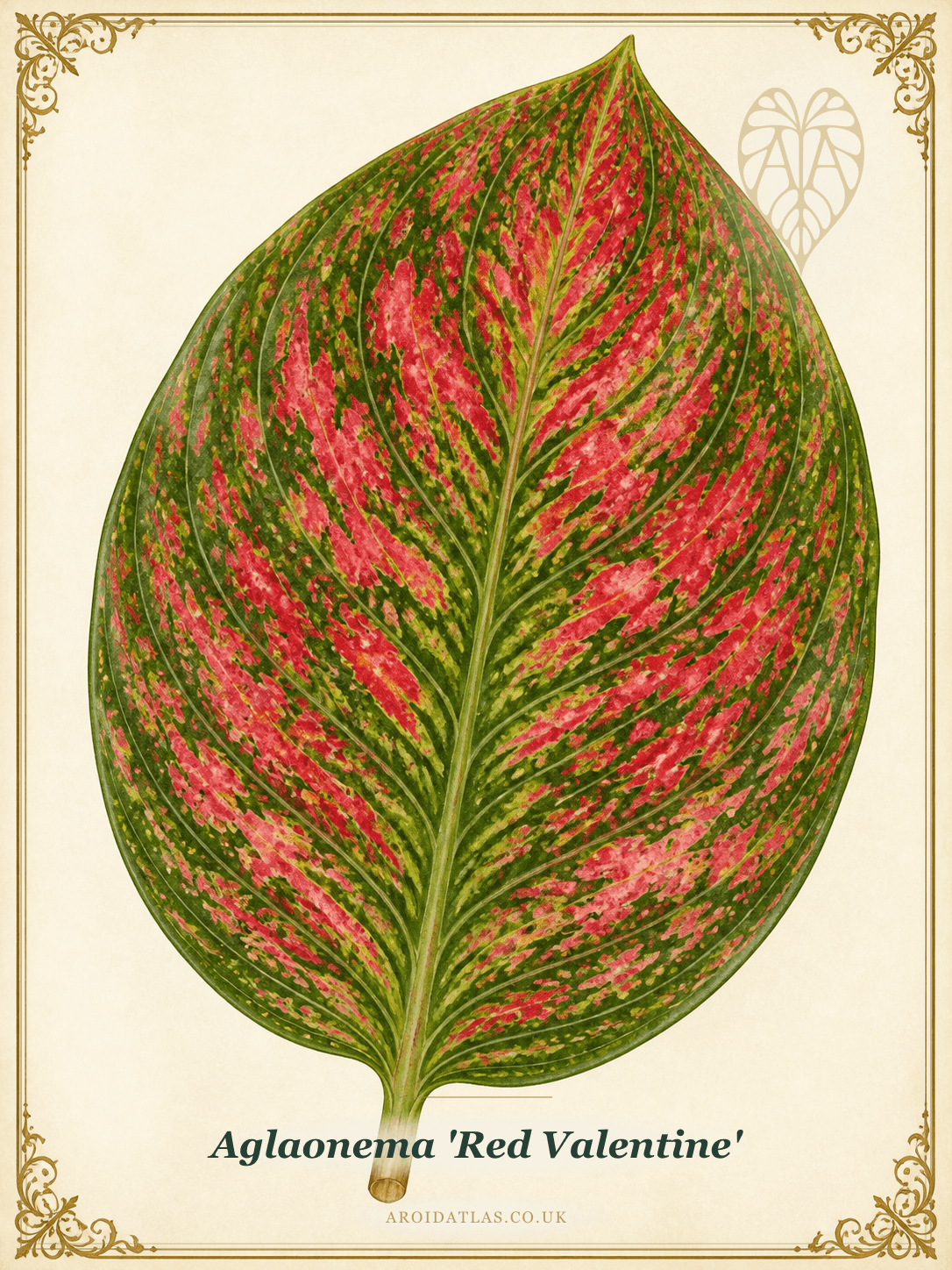 Red Valentine Chinese Evergreen