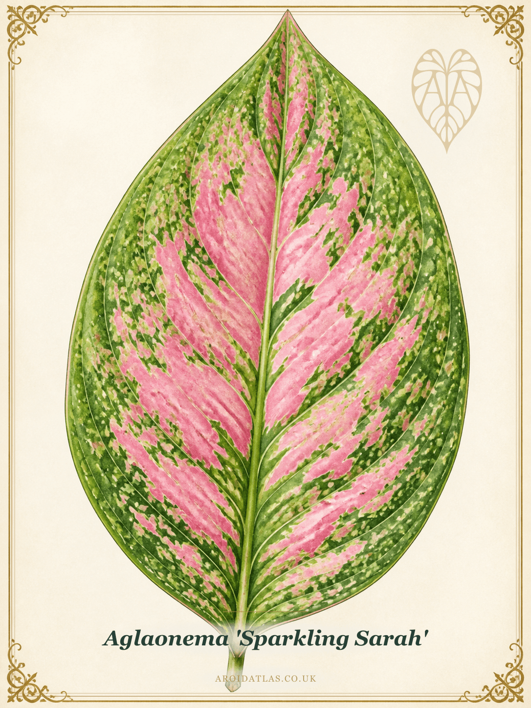Sparkling Sarah Chinese Evergreen