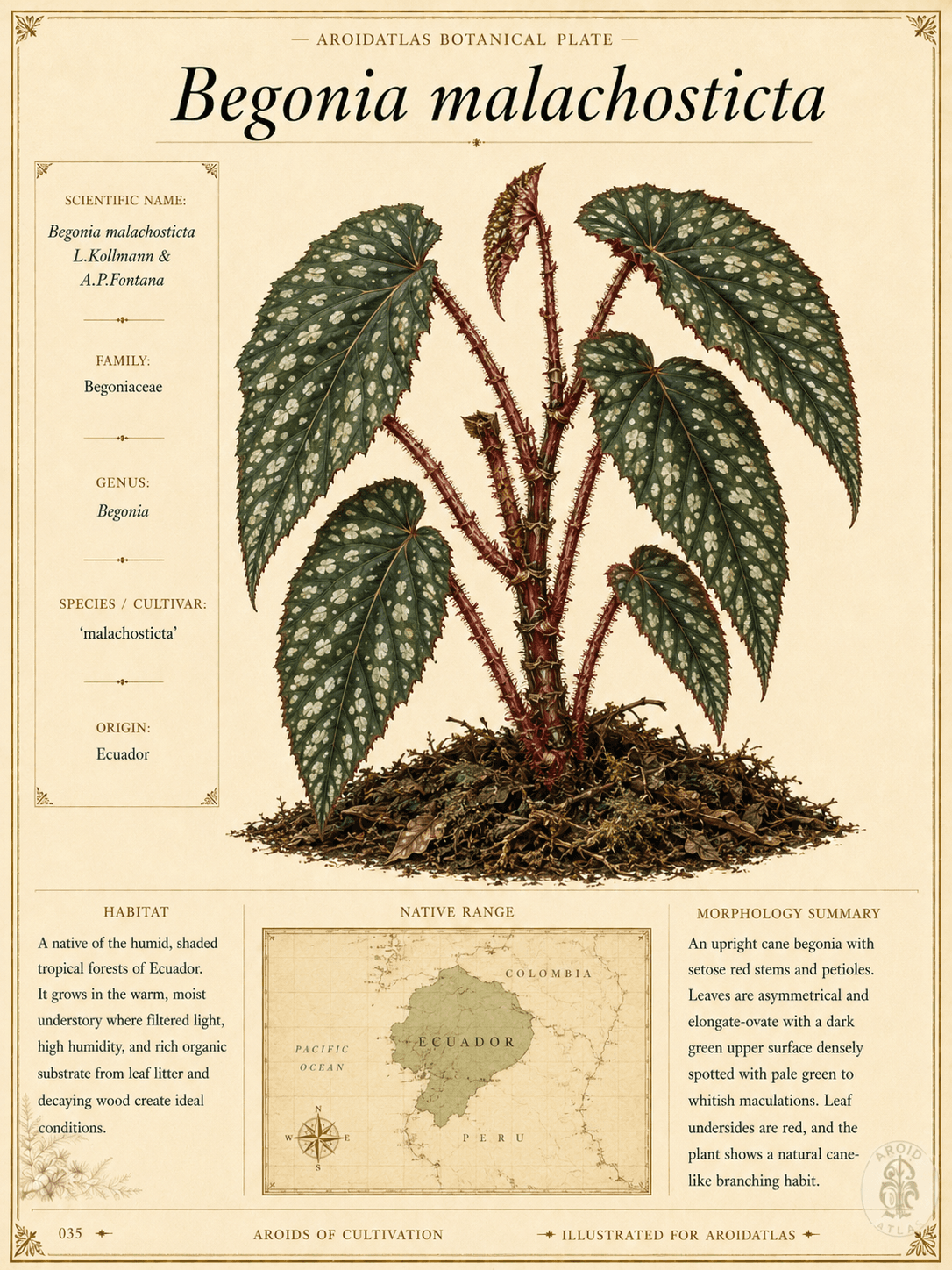 Begonia malachosticta