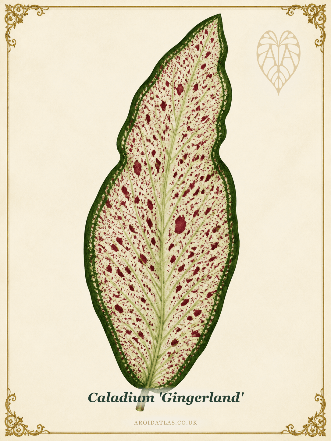 Gingerland Caladium