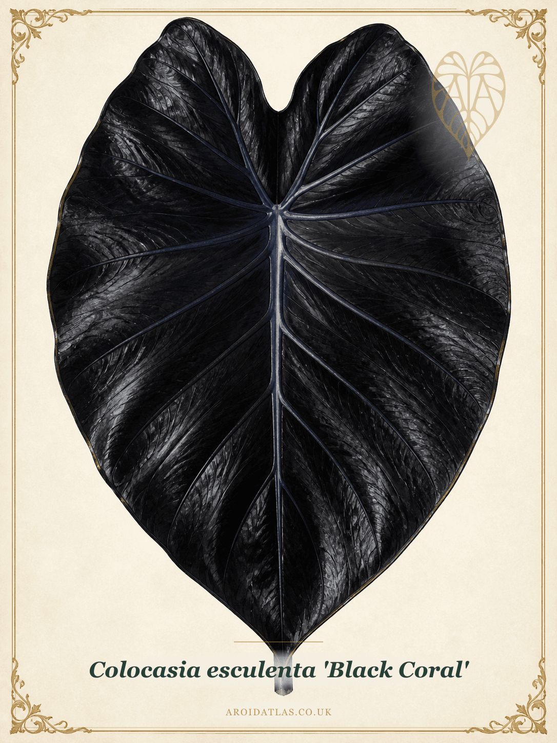 Black Coral Elephant Ear