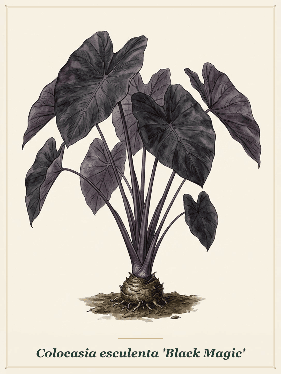 Black Magic Elephant Ear