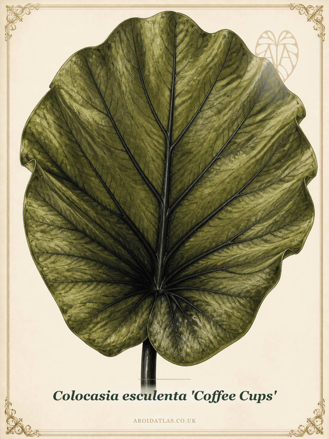 Coffee Cups Elephant Ear