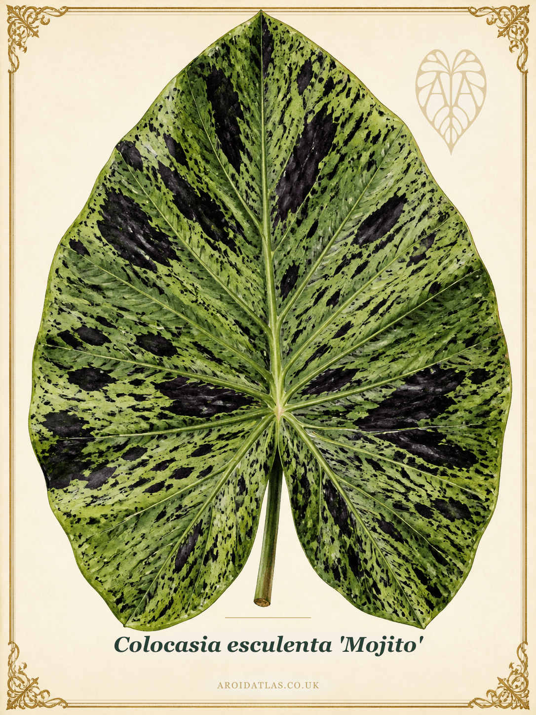 Mojito Elephant Ear