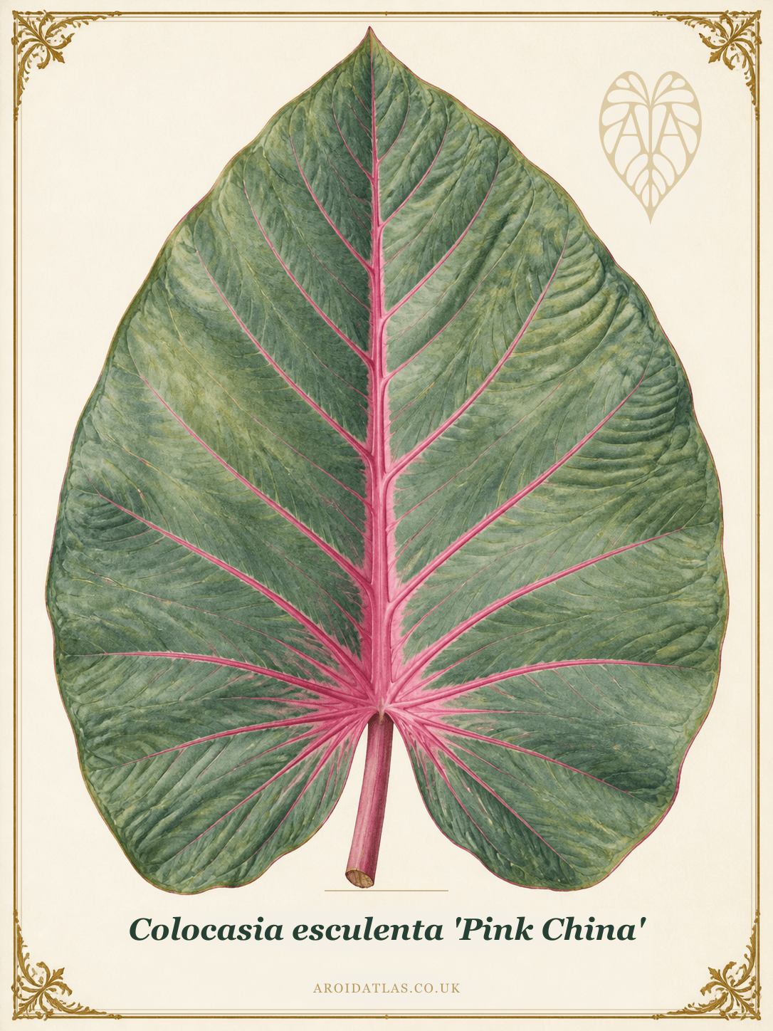 Pink China Elephant Ear