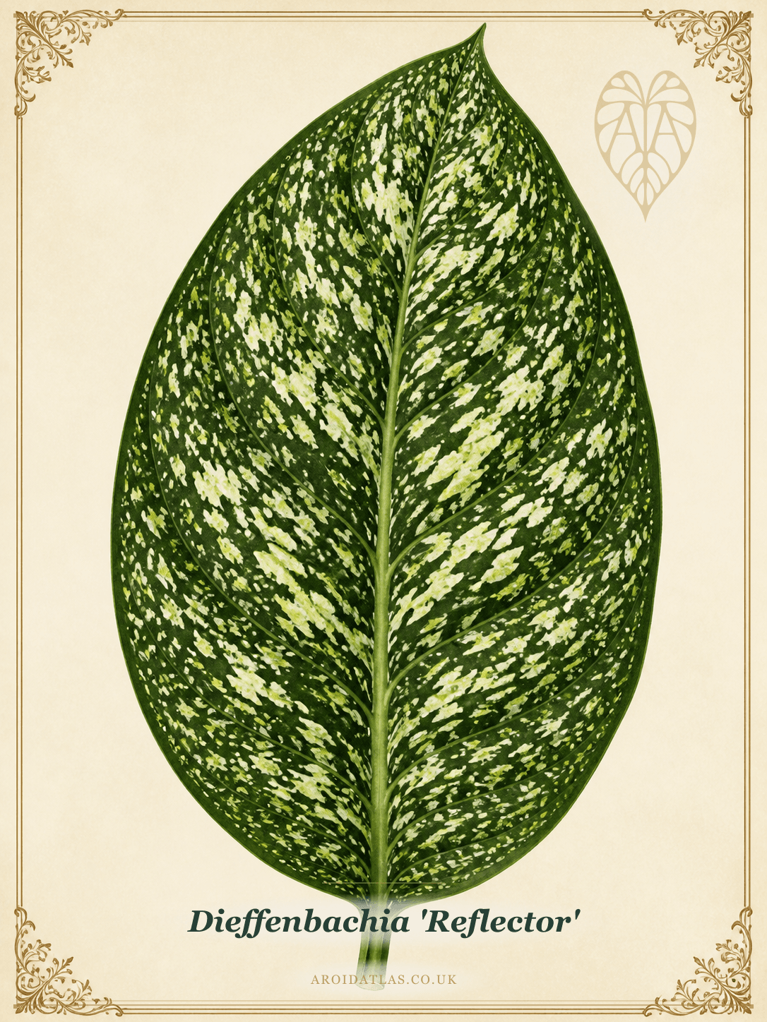 Reflector Dumb Cane