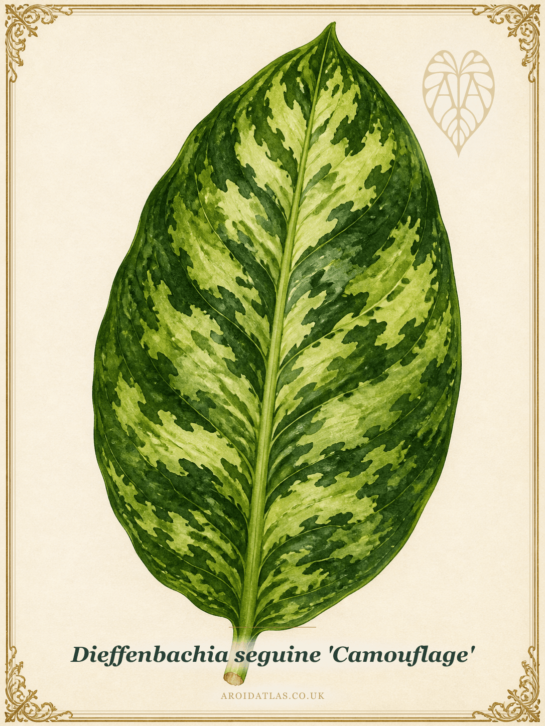 Camouflage Dumb Cane