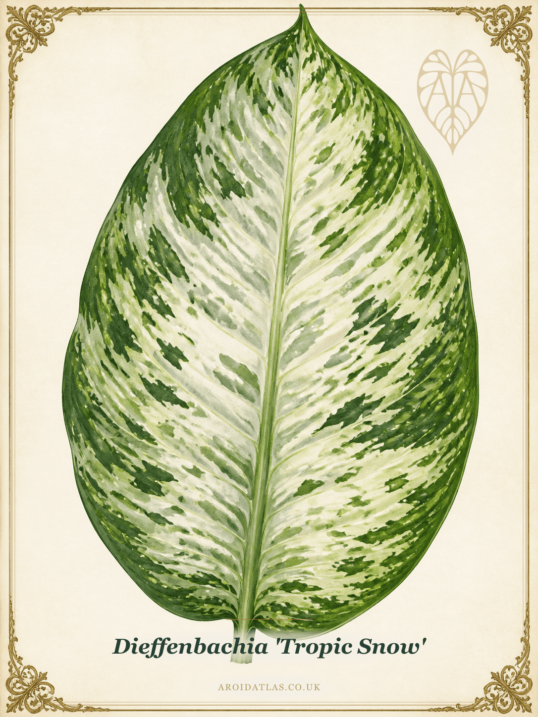 Tropic Snow Dumb Cane