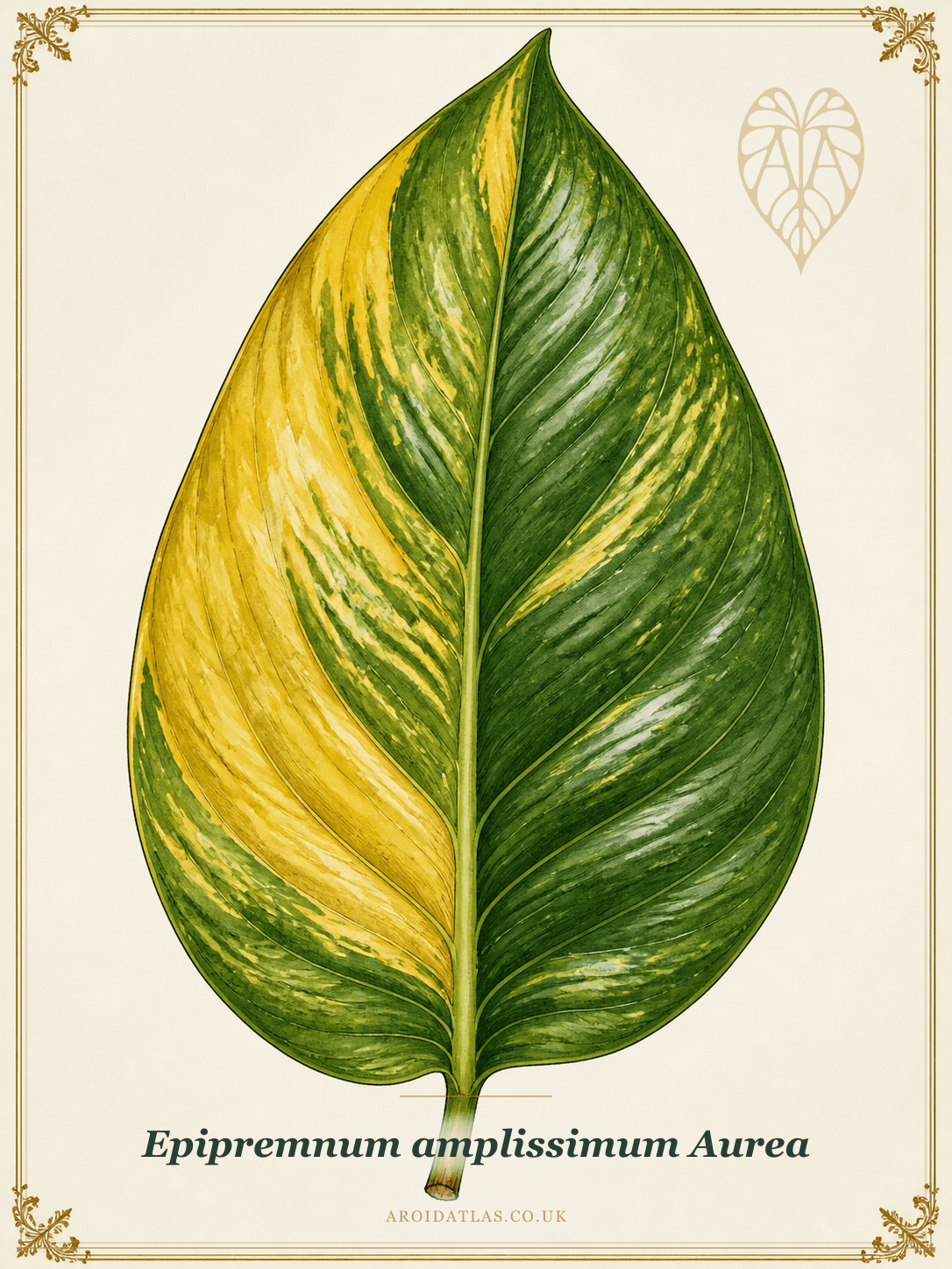 Aurea Amplissimum Aroid