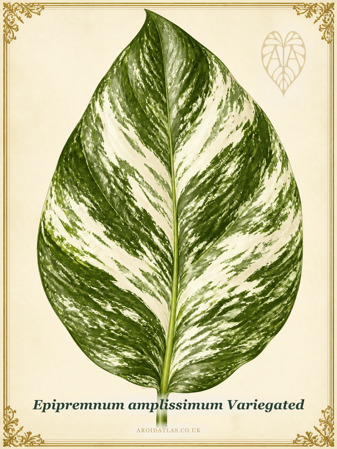 Variegated Amplissimum Aroid