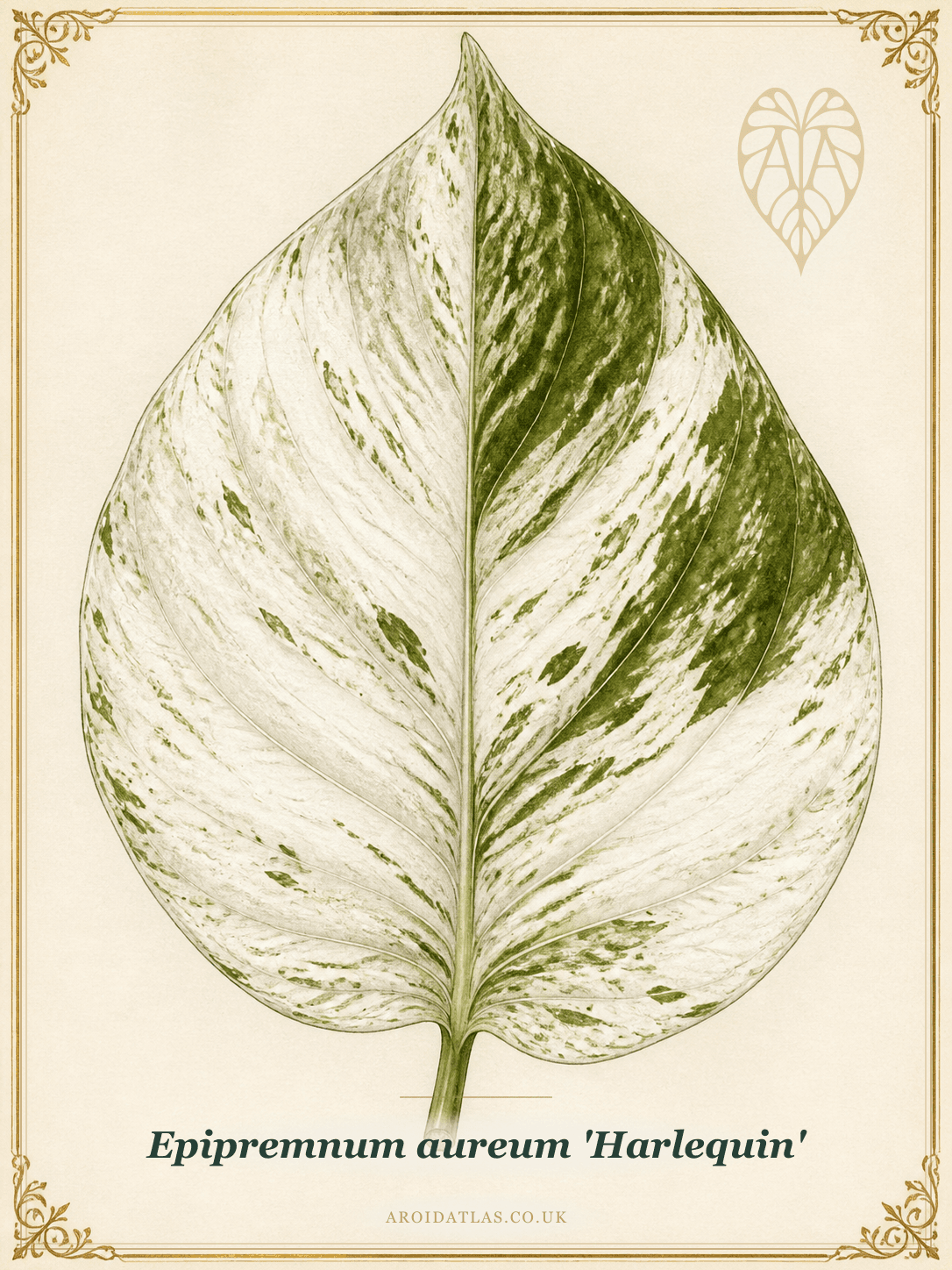 Harlequin Pothos