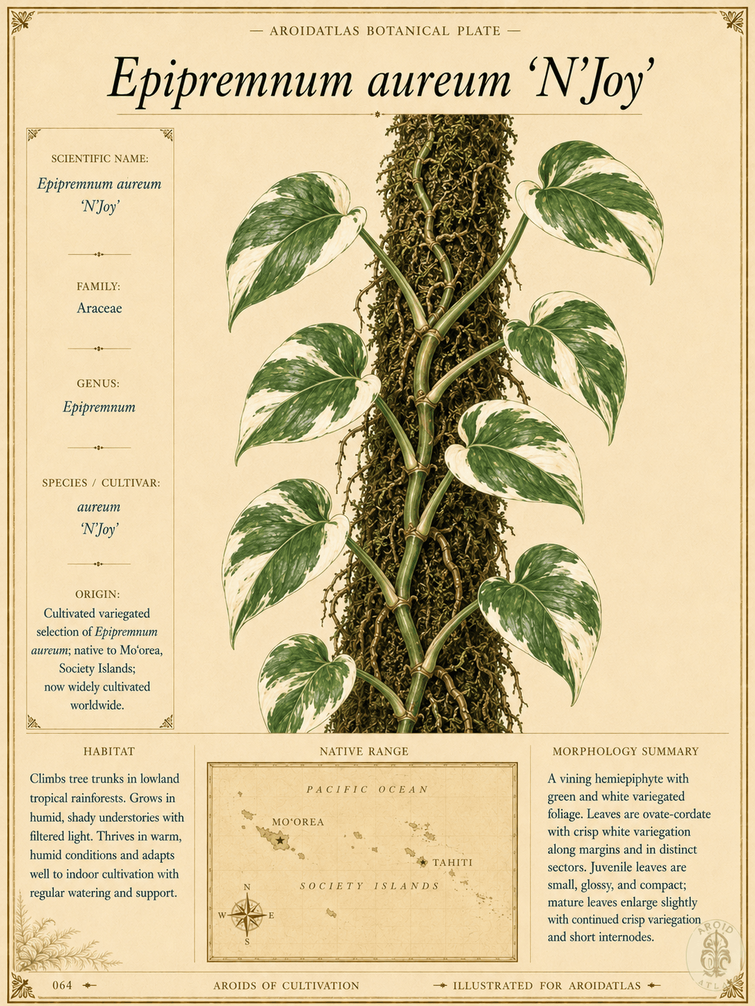 N'Joy Pothos
