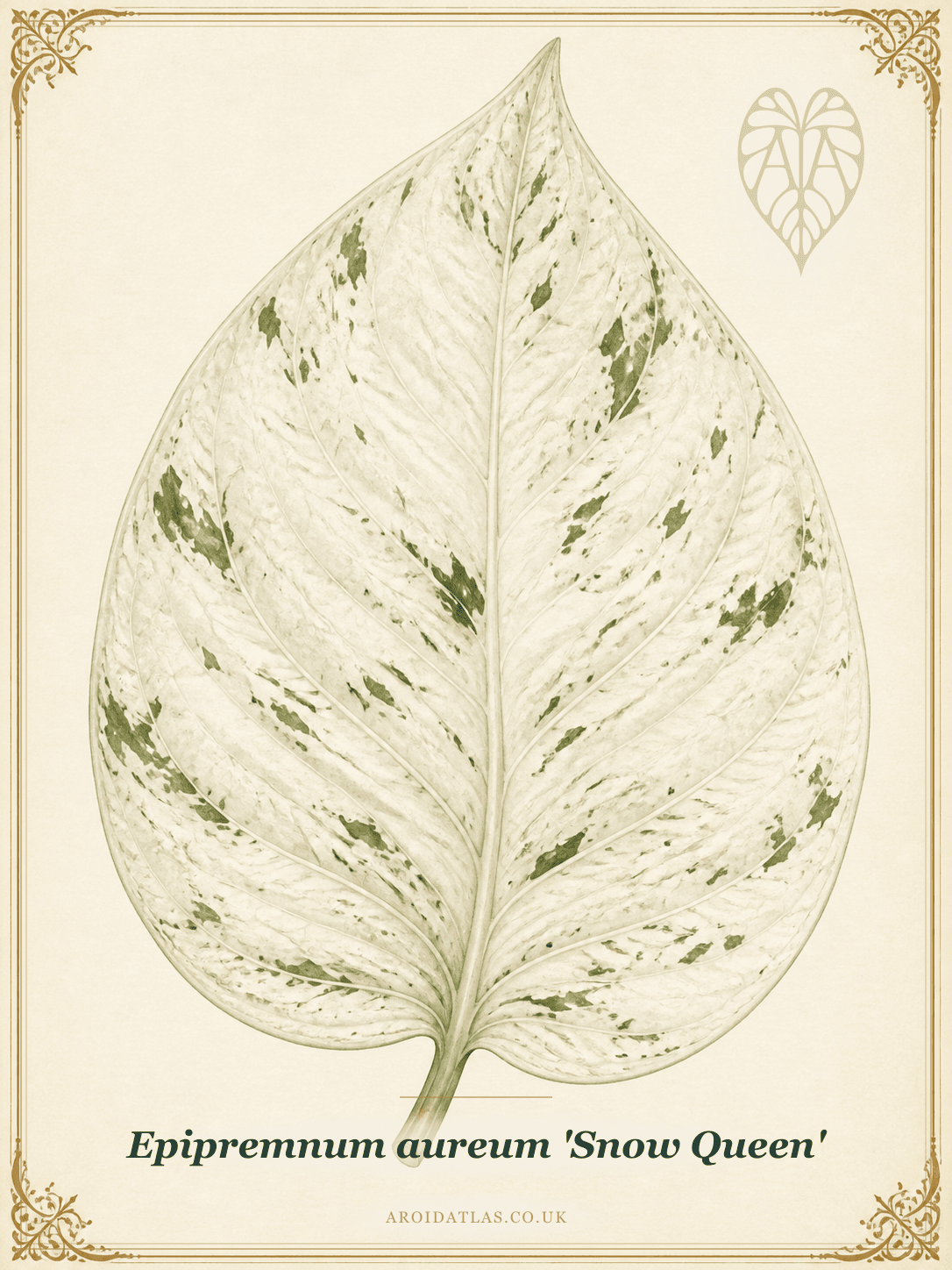 Snow Queen Pothos