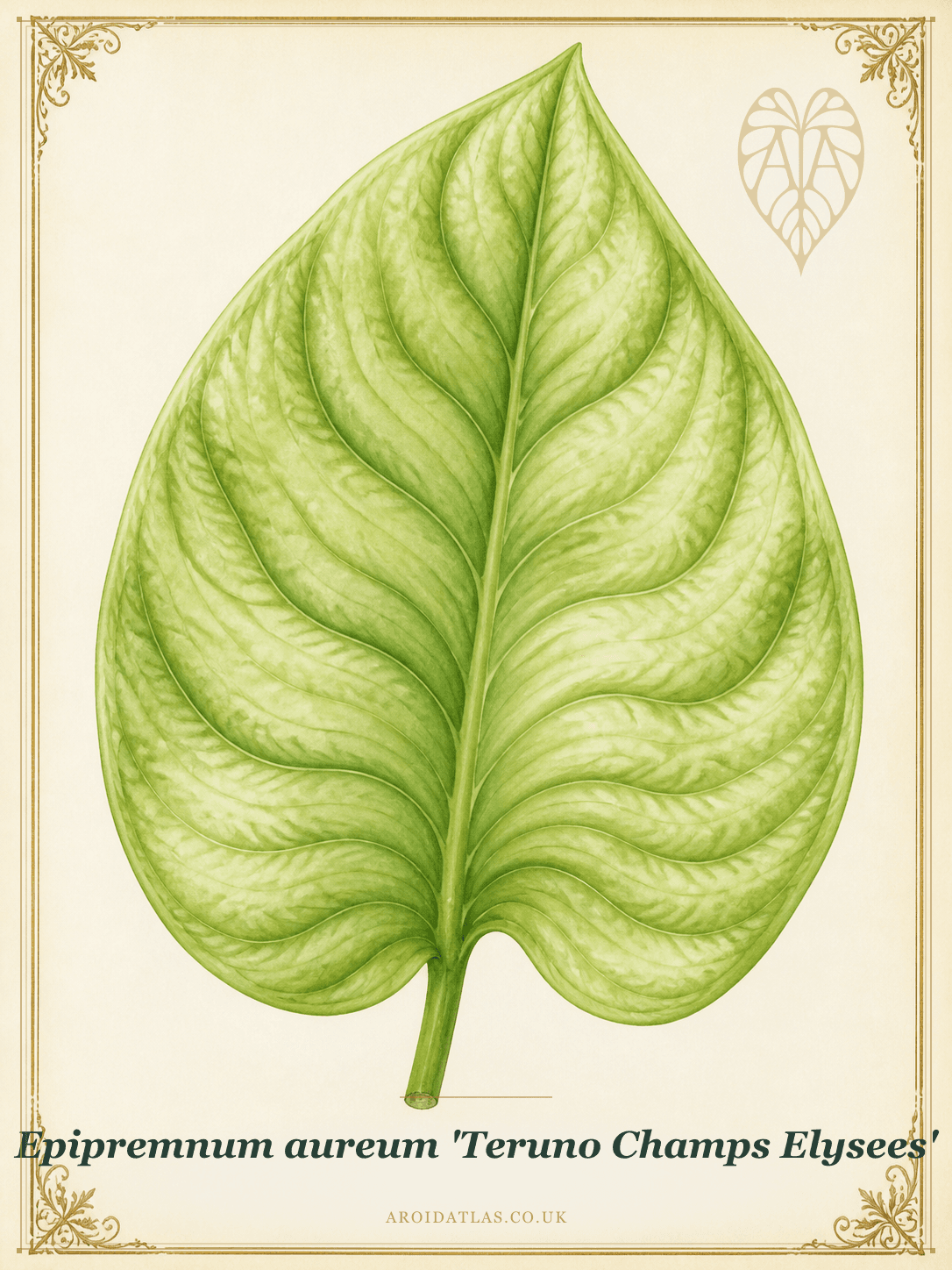 Champs Élysées Pothos