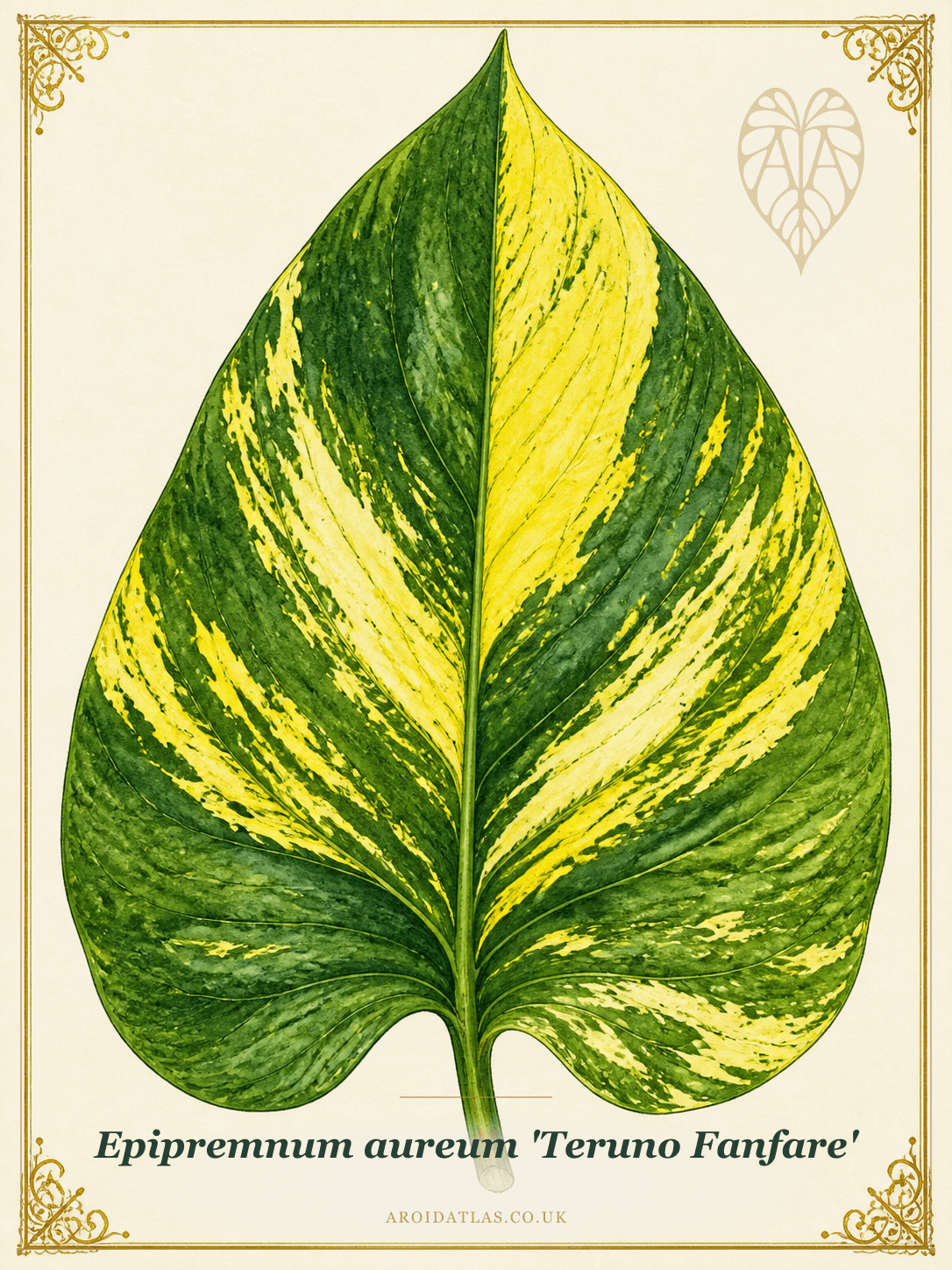 Fanfare Pothos