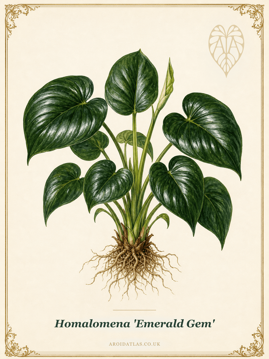 Emerald Gem Homalomena