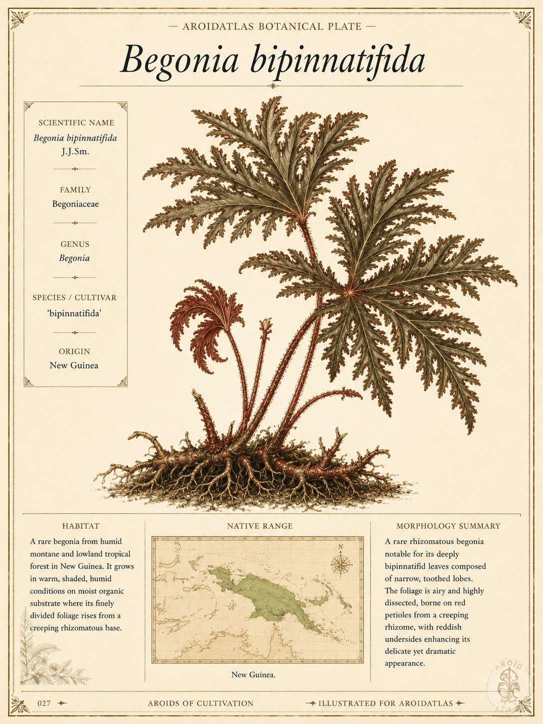 Fern-Leaf Begonia