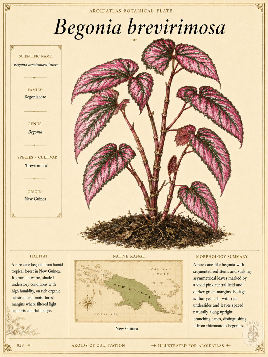Brevirimosa Begonia