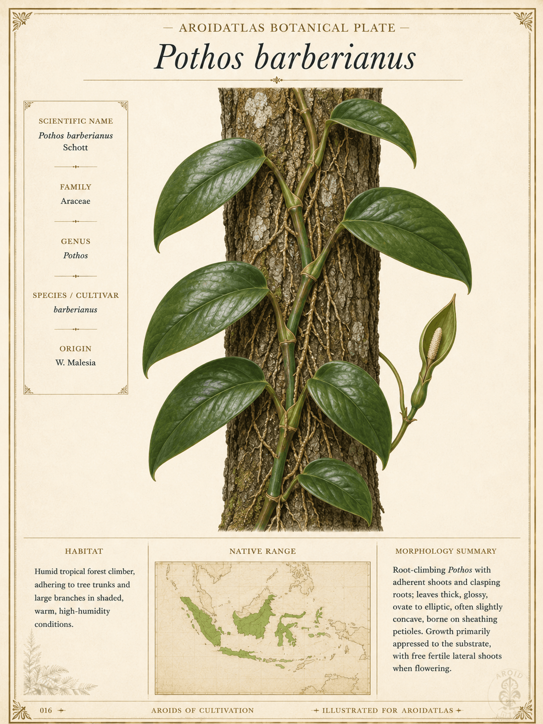 Barberianus Climbing Pothos
