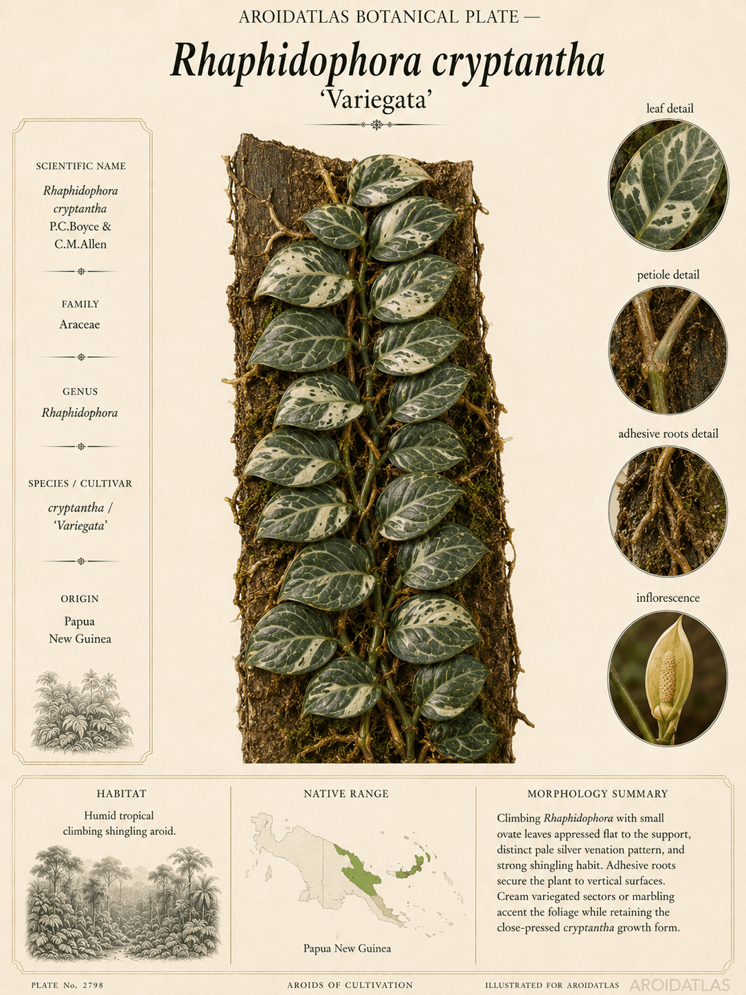 Variegated Cryptantha Rhaphidophora