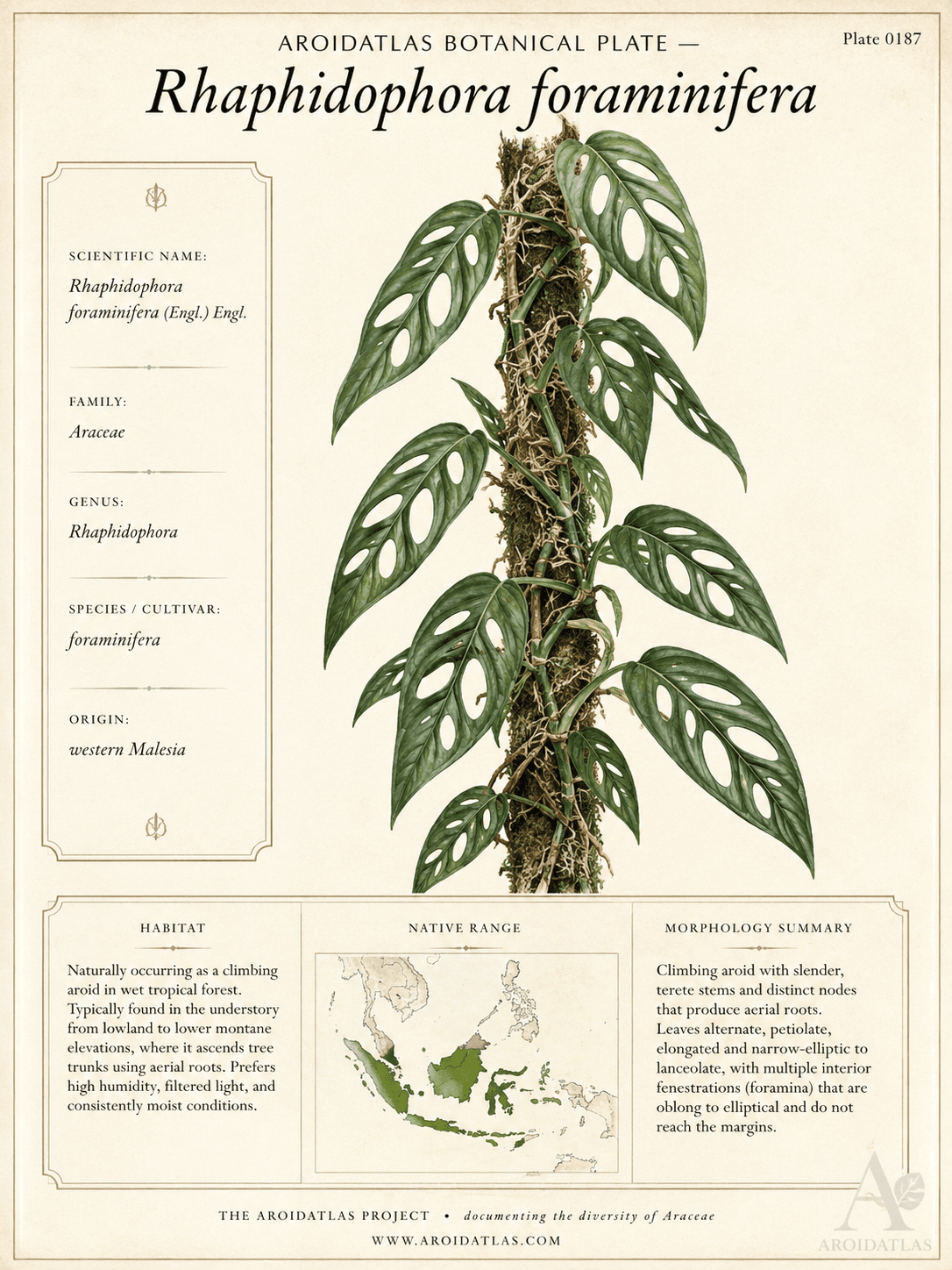 Rhaphidophora Swiss Cheese Plant