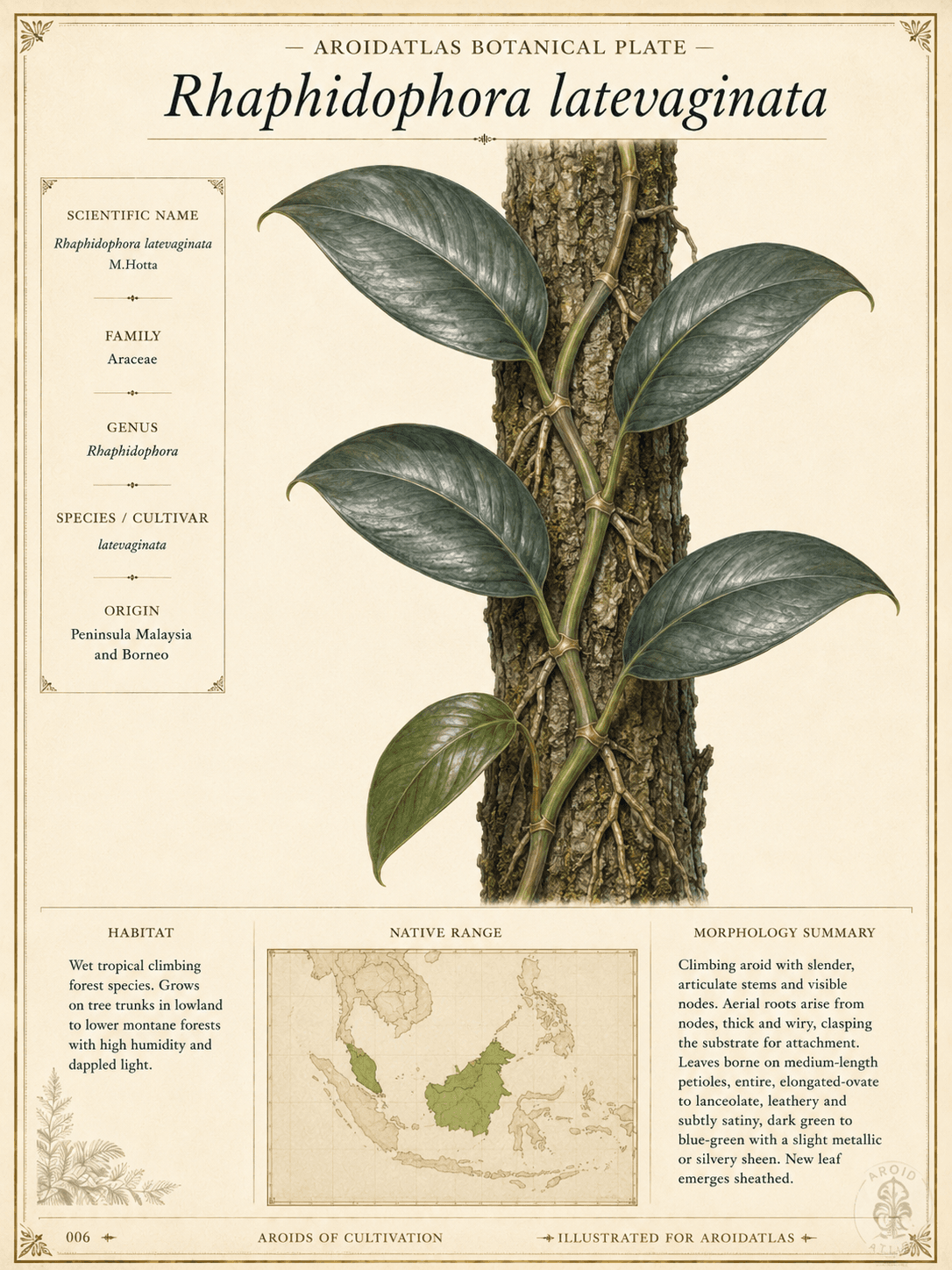 Latevaginata Shingling Aroid