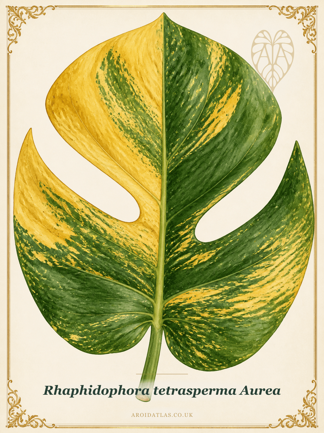 Aurea Mini Monstera