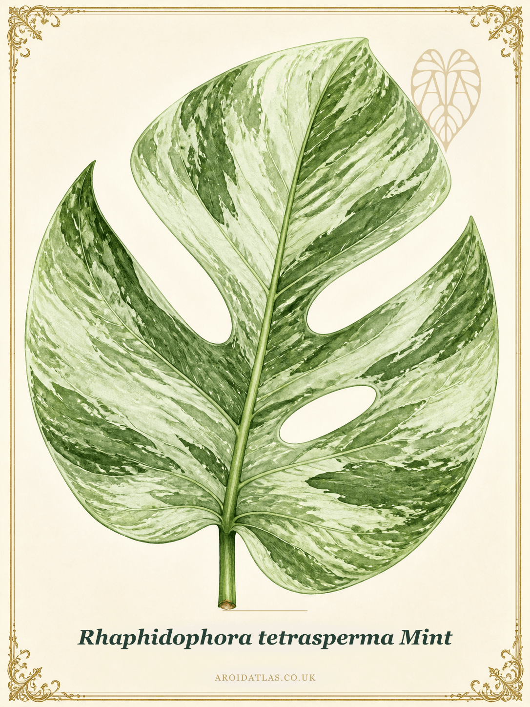 Mint Variegated Mini Monstera