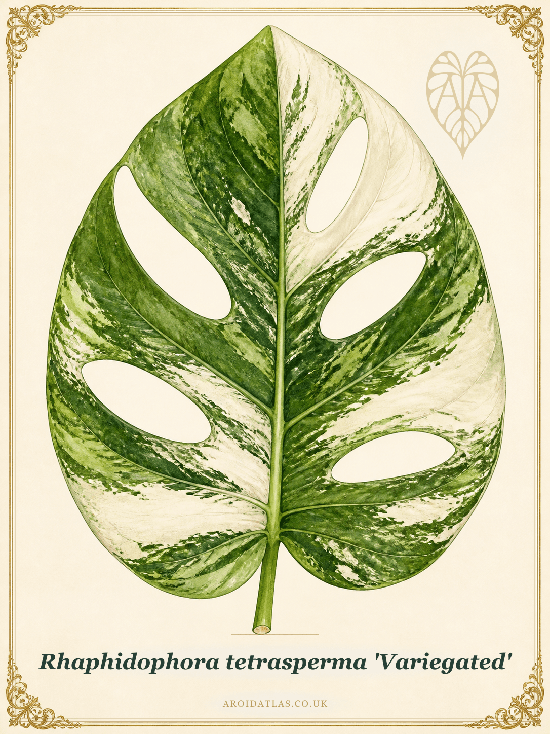 Variegated Mini Monstera
