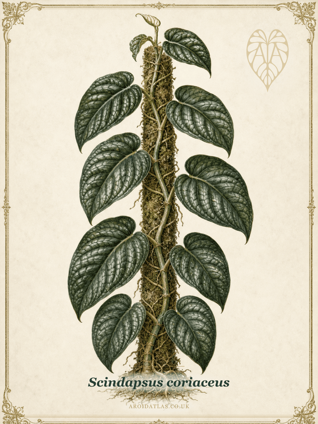 Coriaceus Scindapsus