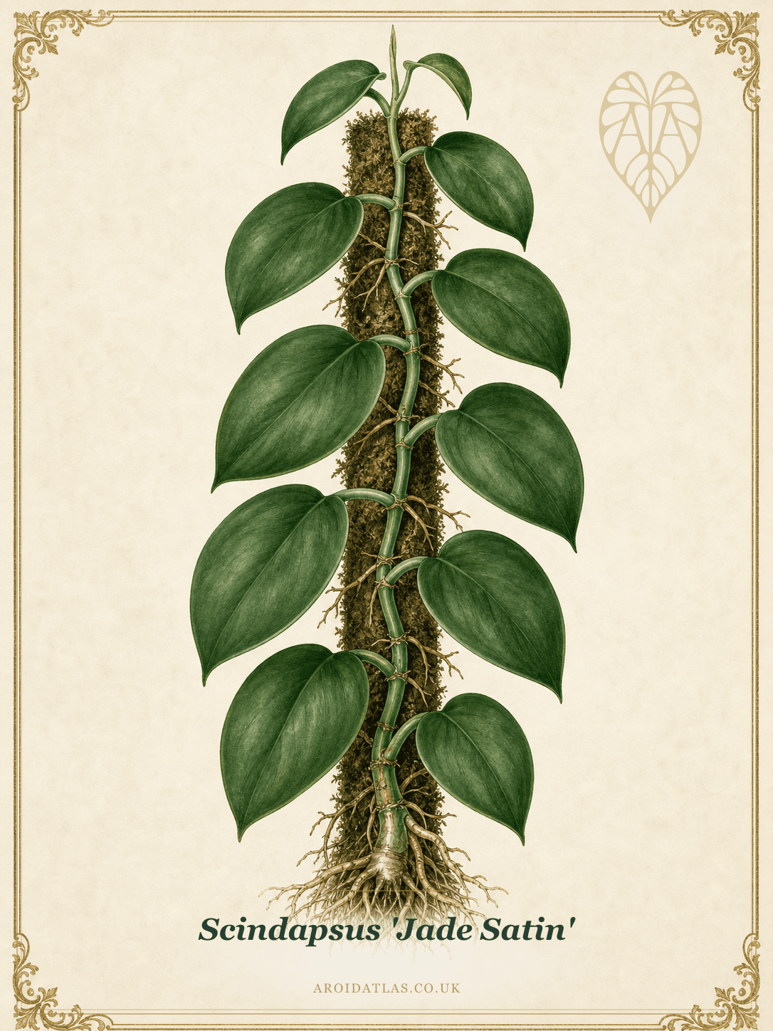 Jade Satin Scindapsus