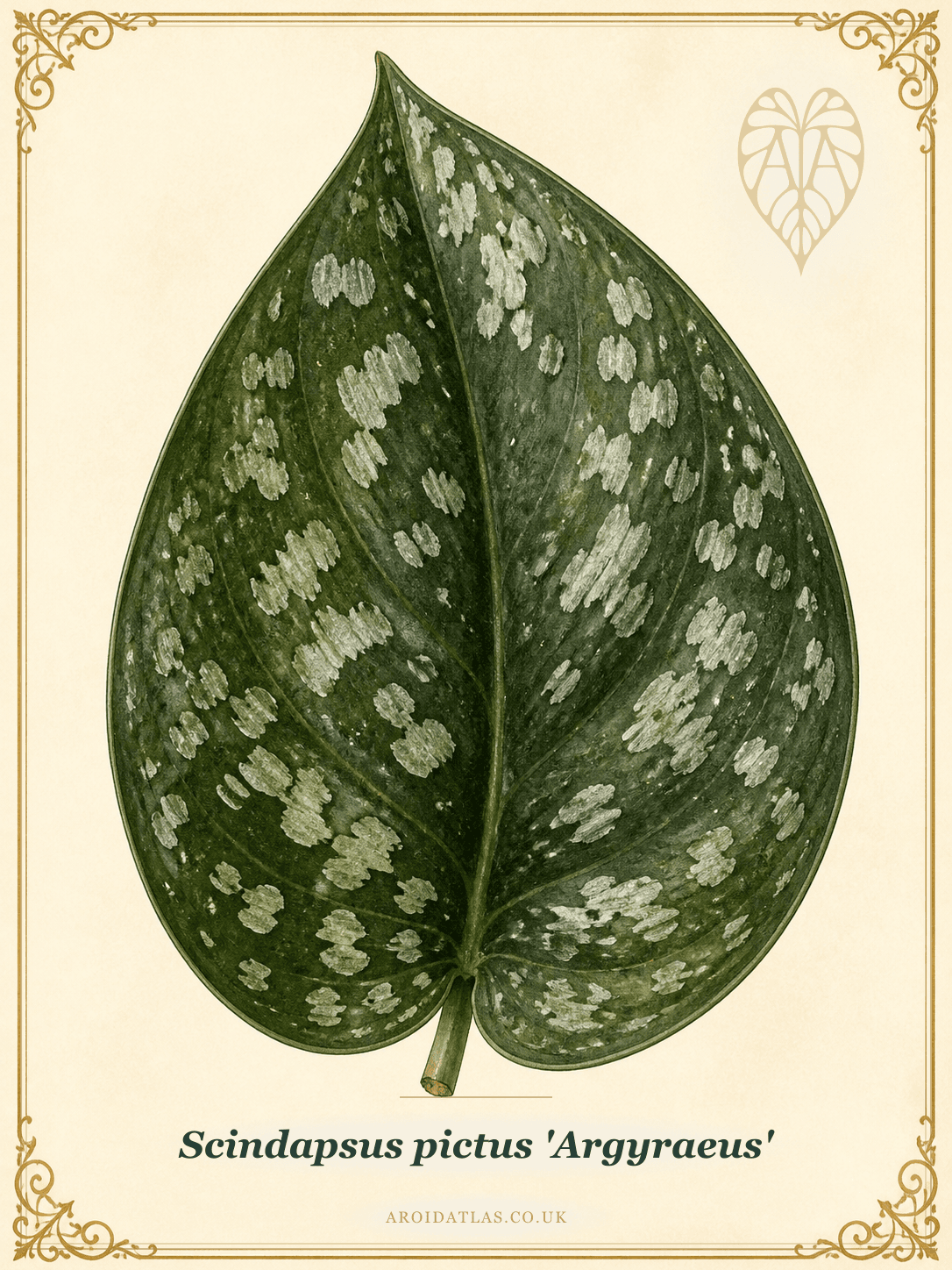 Satin Pothos