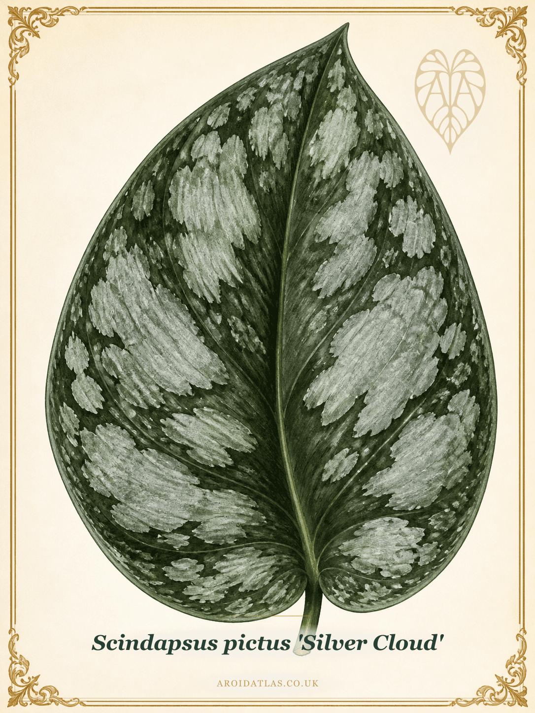 Silver Cloud Satin Pothos