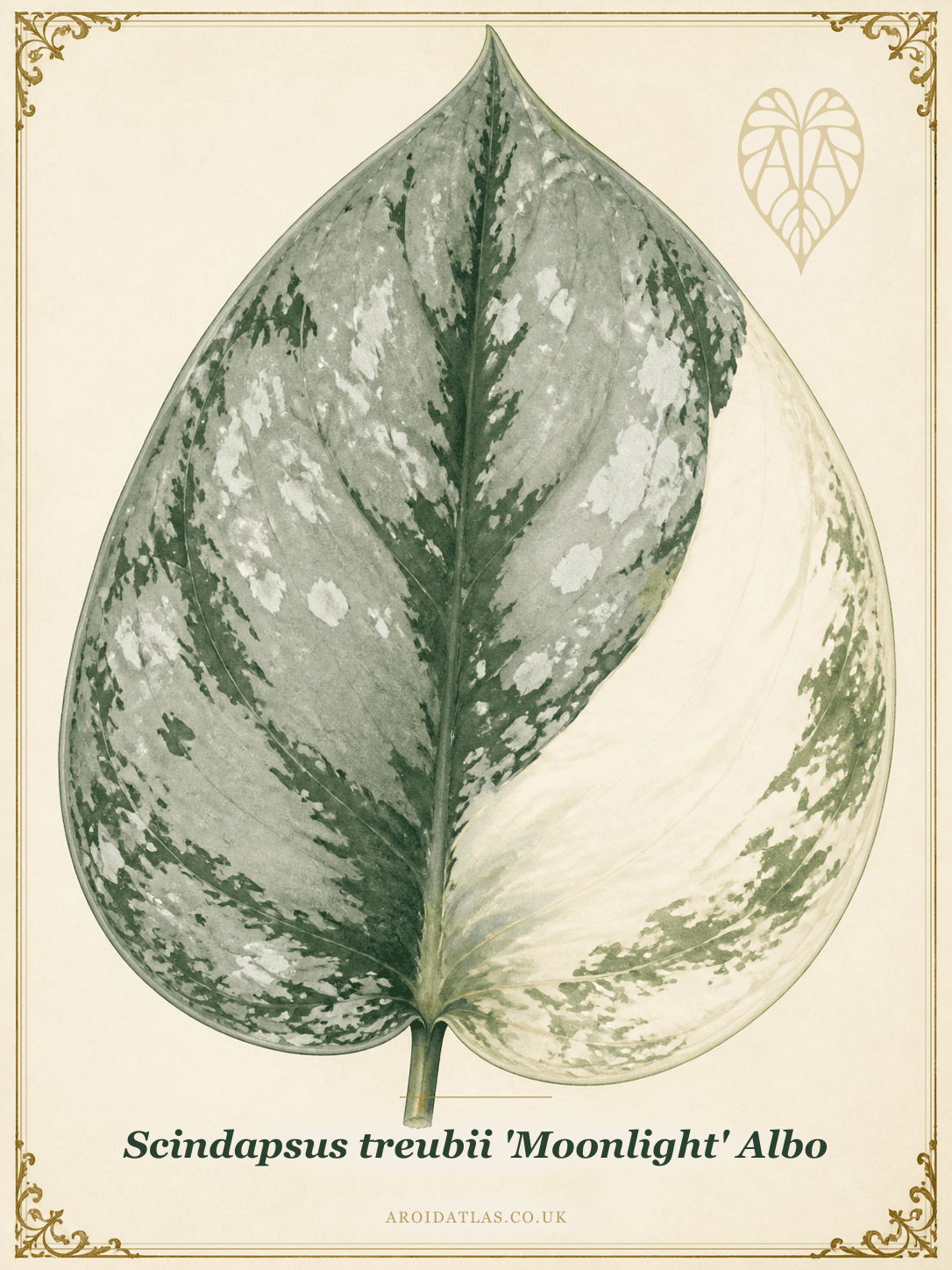 Albo Moonlight Scindapsus